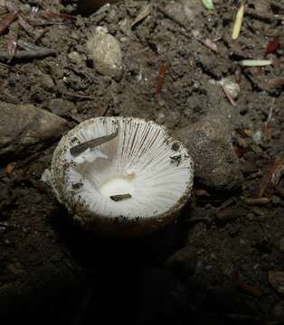 Plancia ëd Amanita stranella E.-J. Gilbert & Snell 1941