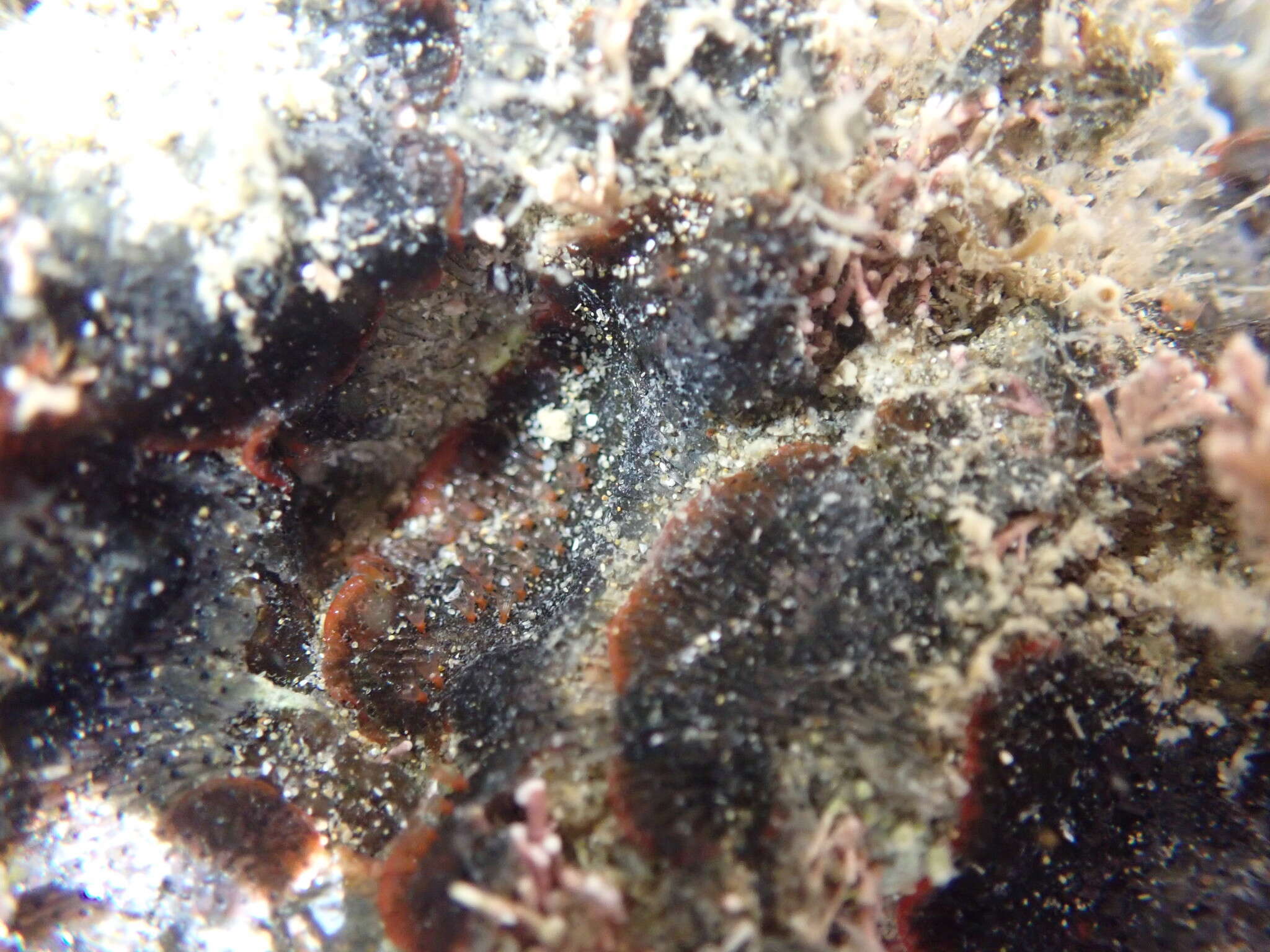 Image of Red ripple bryozoan