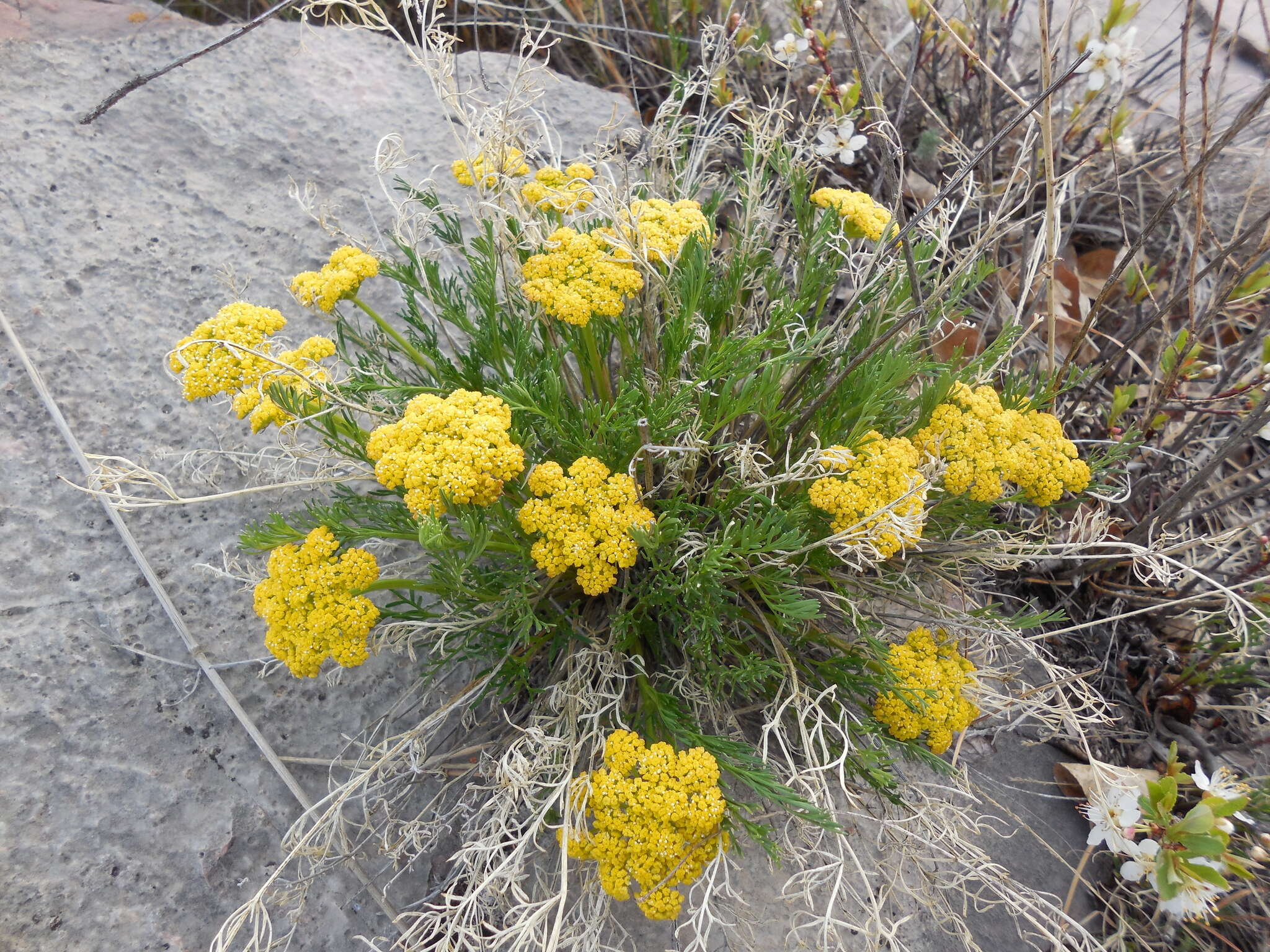 Image of slender wildparsley