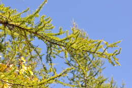 Larix occidentalis Nutt. resmi