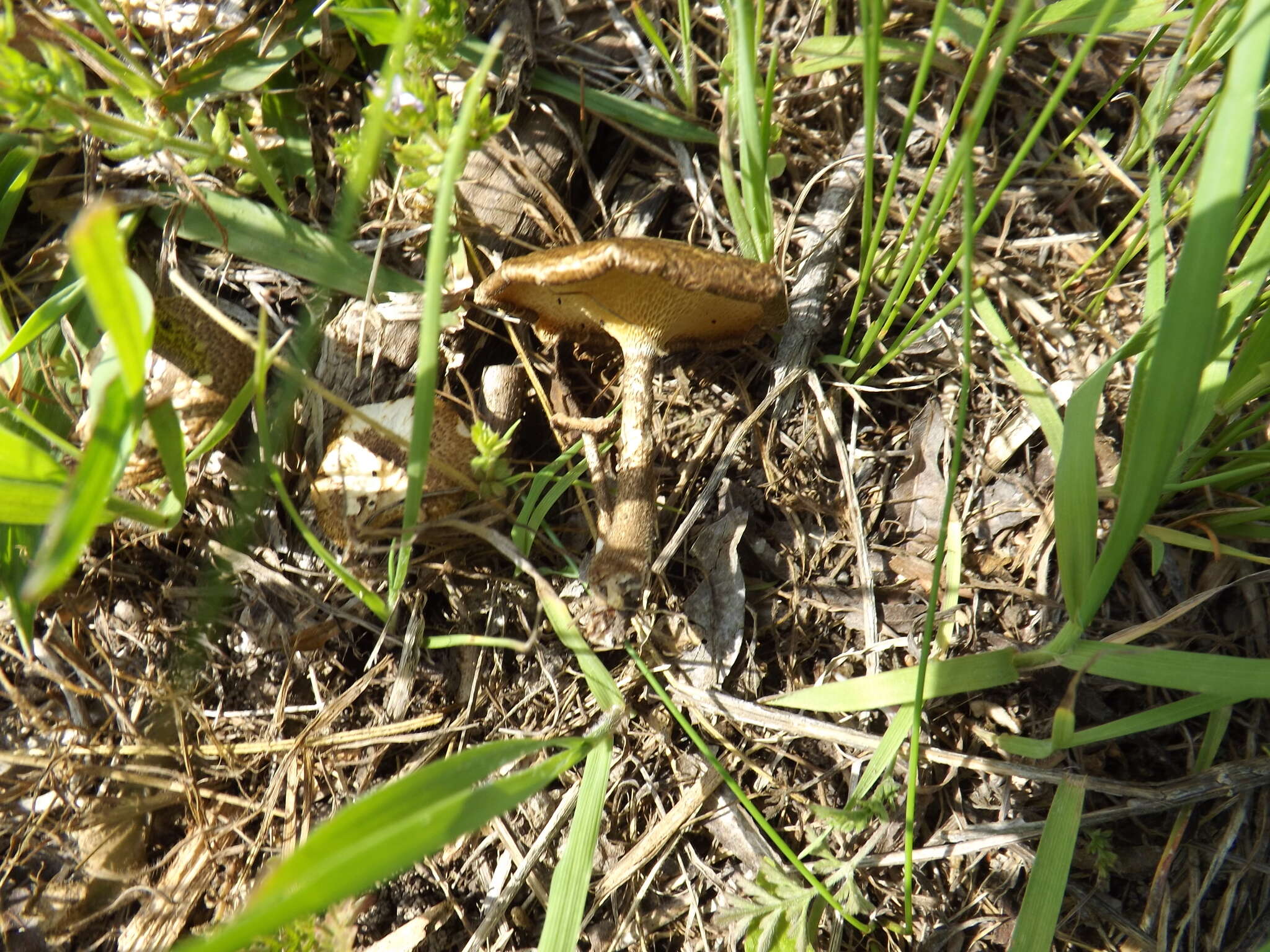 Image of Lentinus arcularius (Batsch) Zmitr. 2010