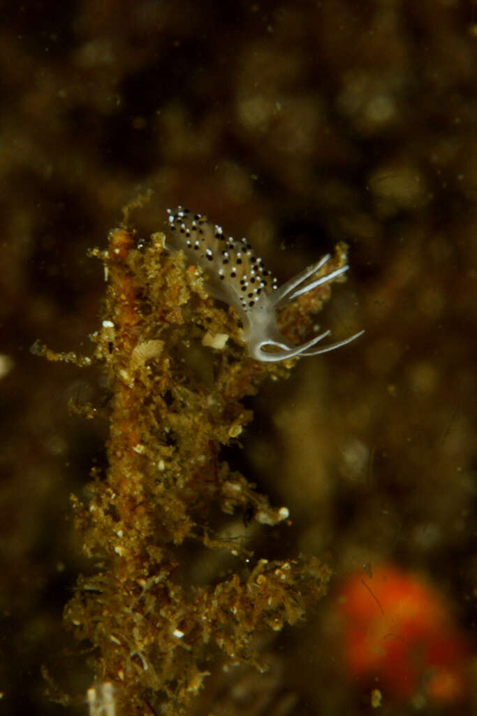 Image of Caloria elegans (Alder & Hancock 1845)