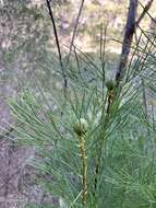 Image of Isopogon anethifolius (Salisb.) Knight