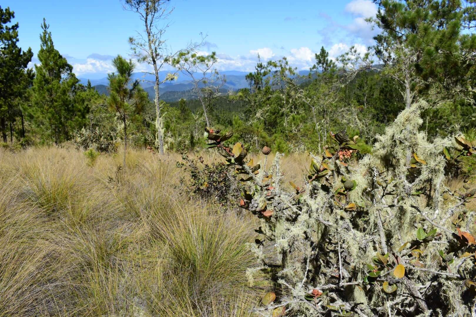 Imagem de Lyonia heptamera Urb.