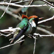 Lophornis magnificus (Vieillot 1817) resmi