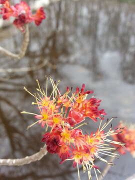 Image of Red Maple