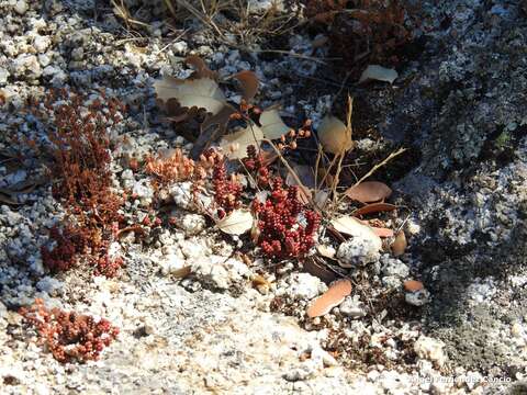 Image of Sedum brevifolium DC.