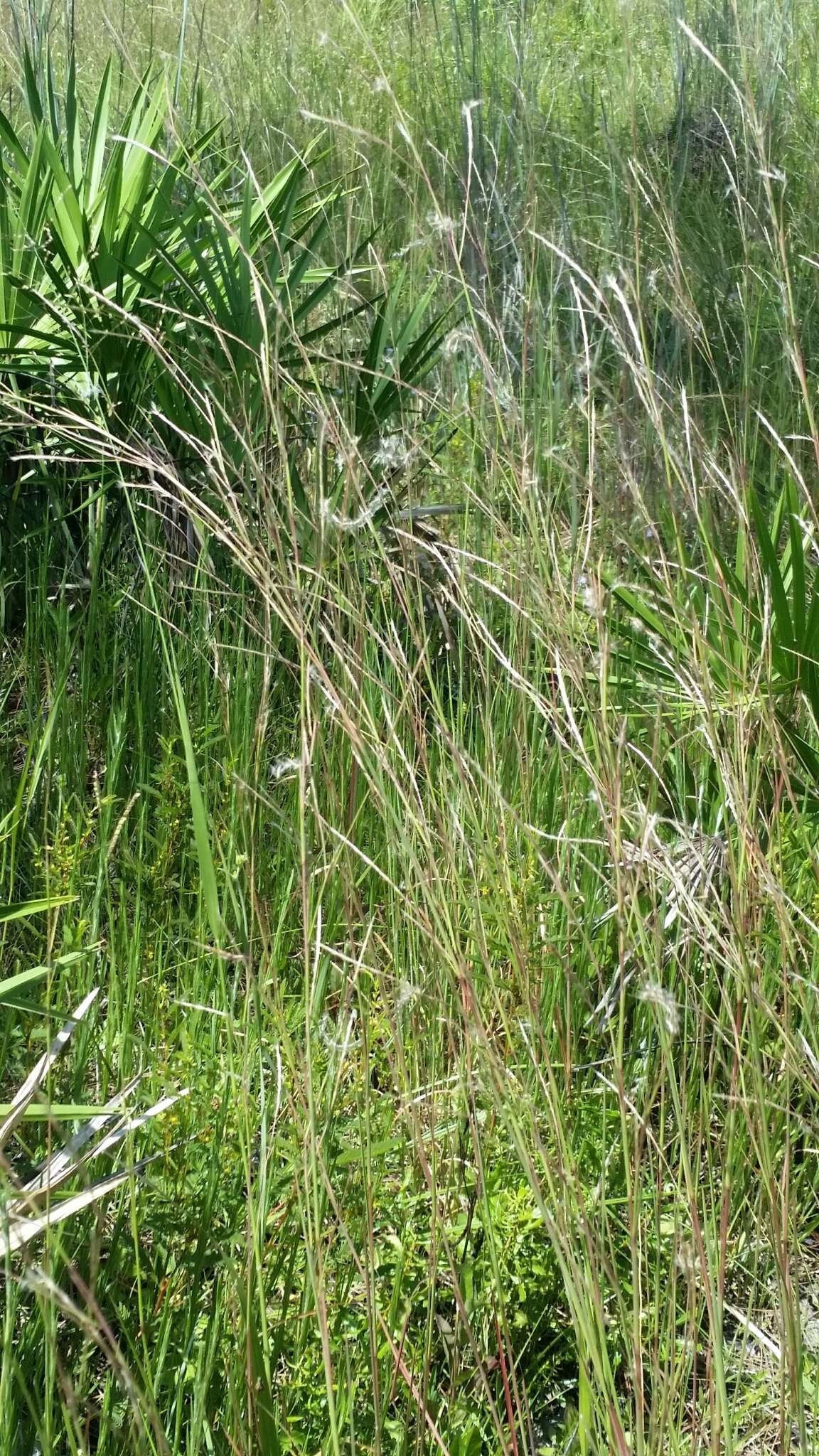 Imagem de Schizachyrium stoloniferum Nash