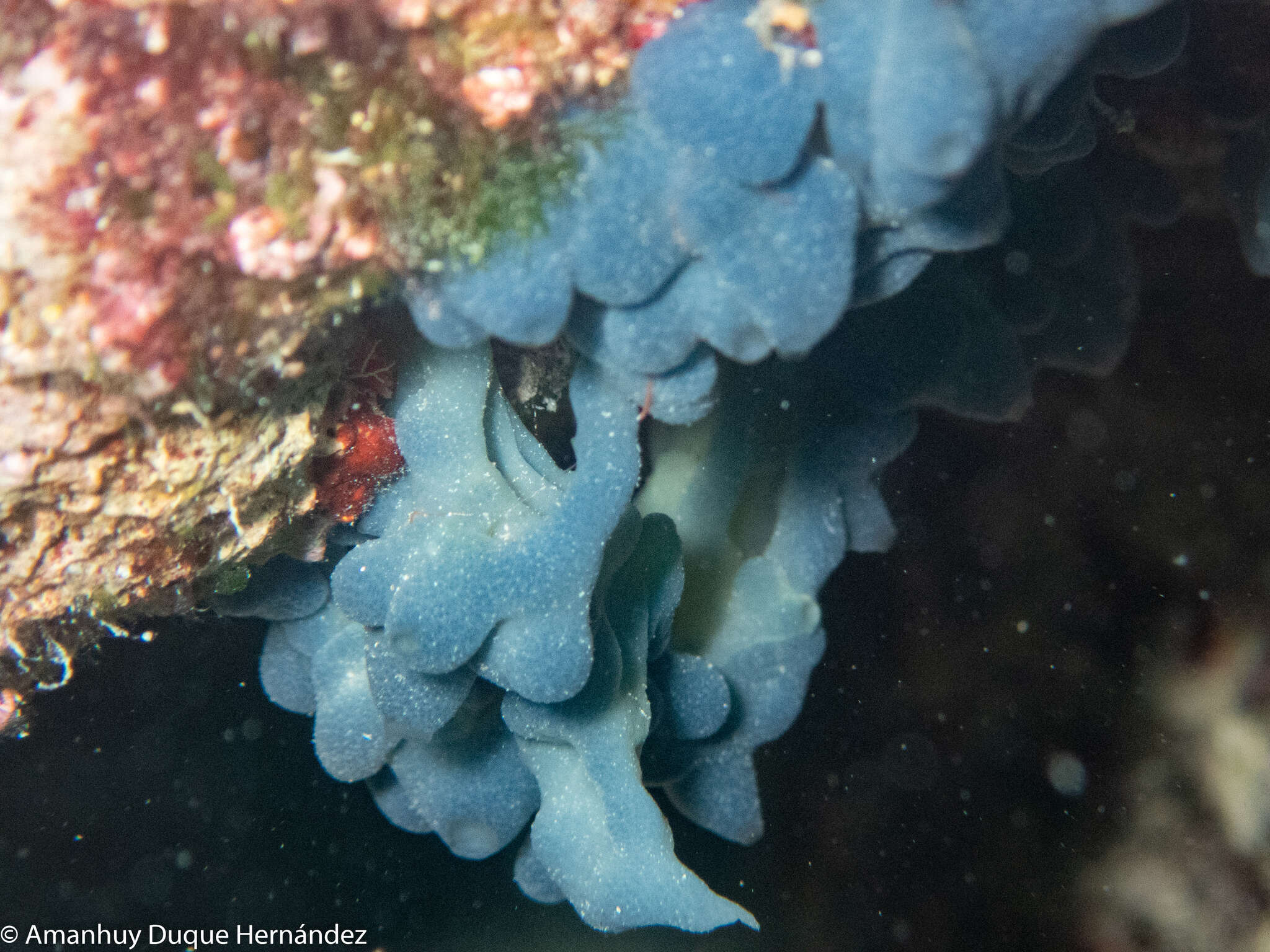 Image of flesh sponge