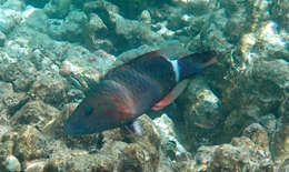 Image of Ringtail maori wrasse