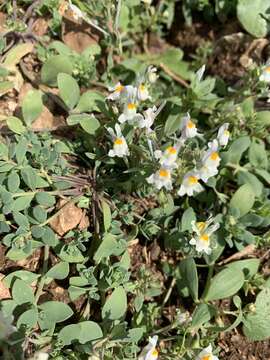 Image de Linaria reflexa (L.) Desf.