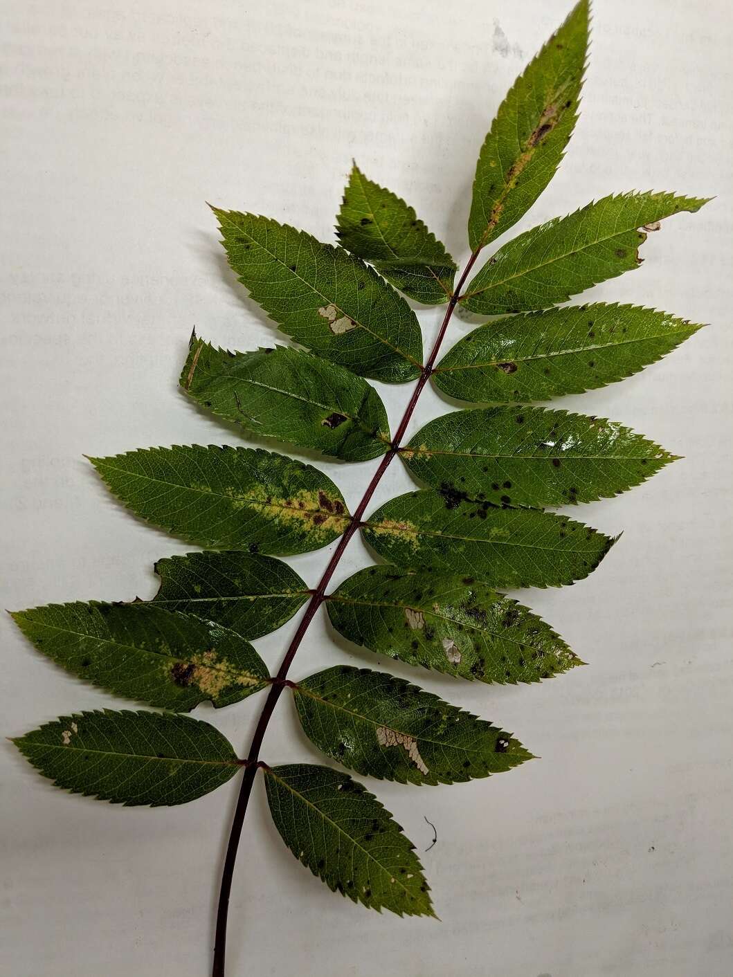 Image de Sorbus decora (Sarg.) Schneid.