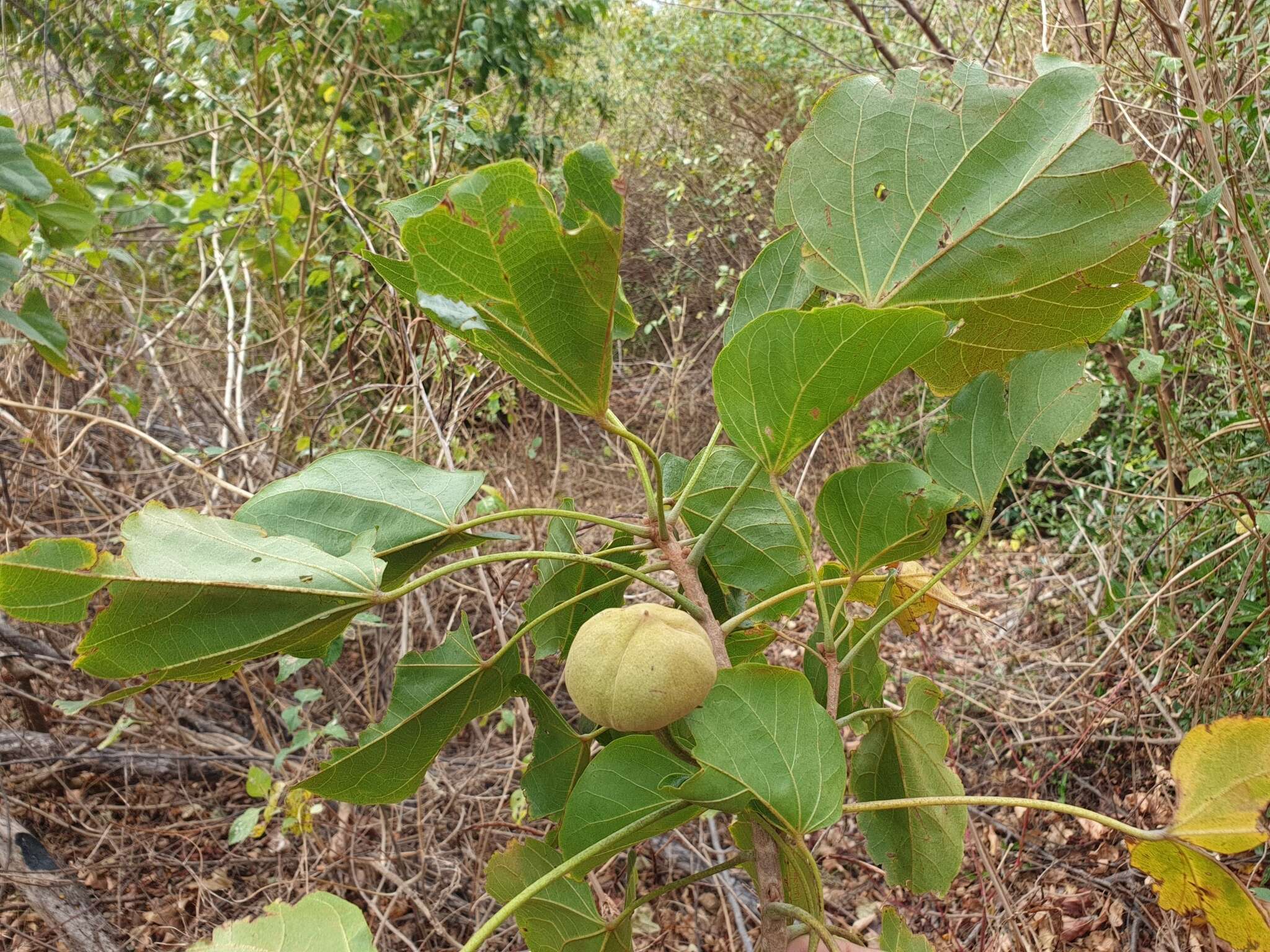 Plancia ëd Thespesia gummiflua Capuron