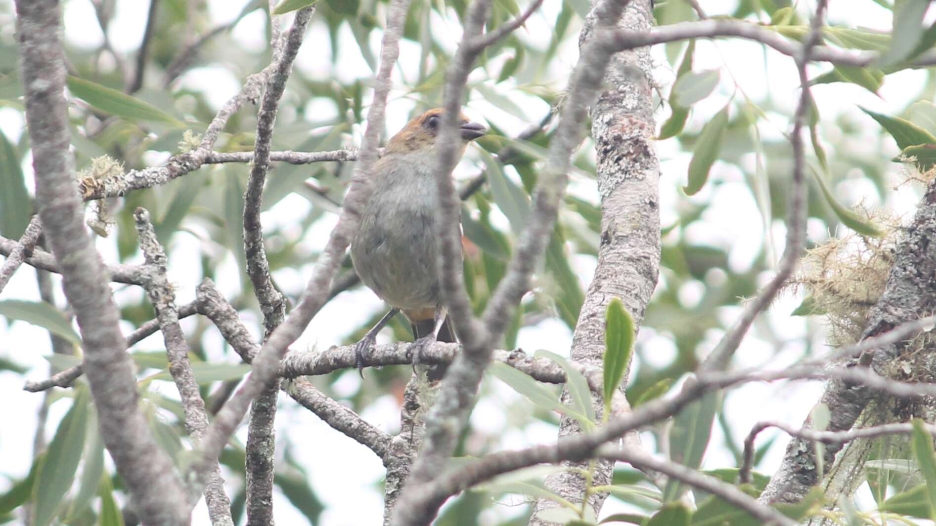 Stilpnia preciosa (Cabanis 1851) resmi