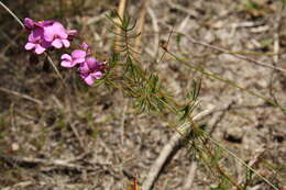 Слика од Gompholobium venustum R. Br.