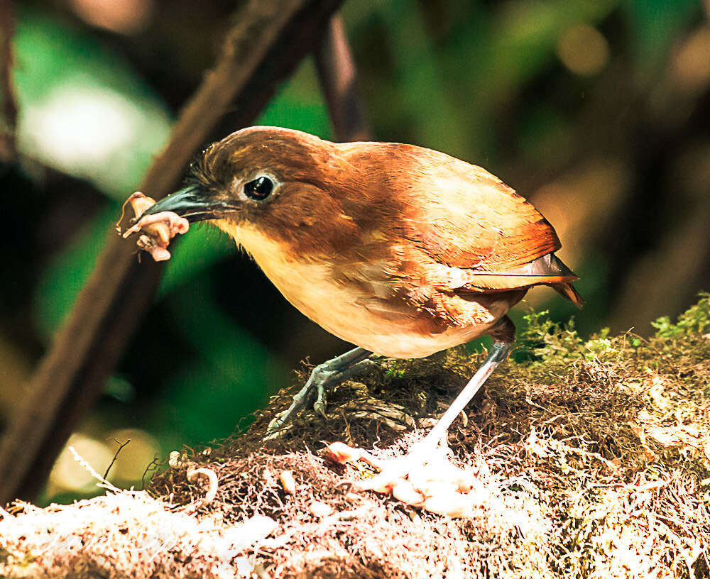 Image of Yellow-breasted Antpitta