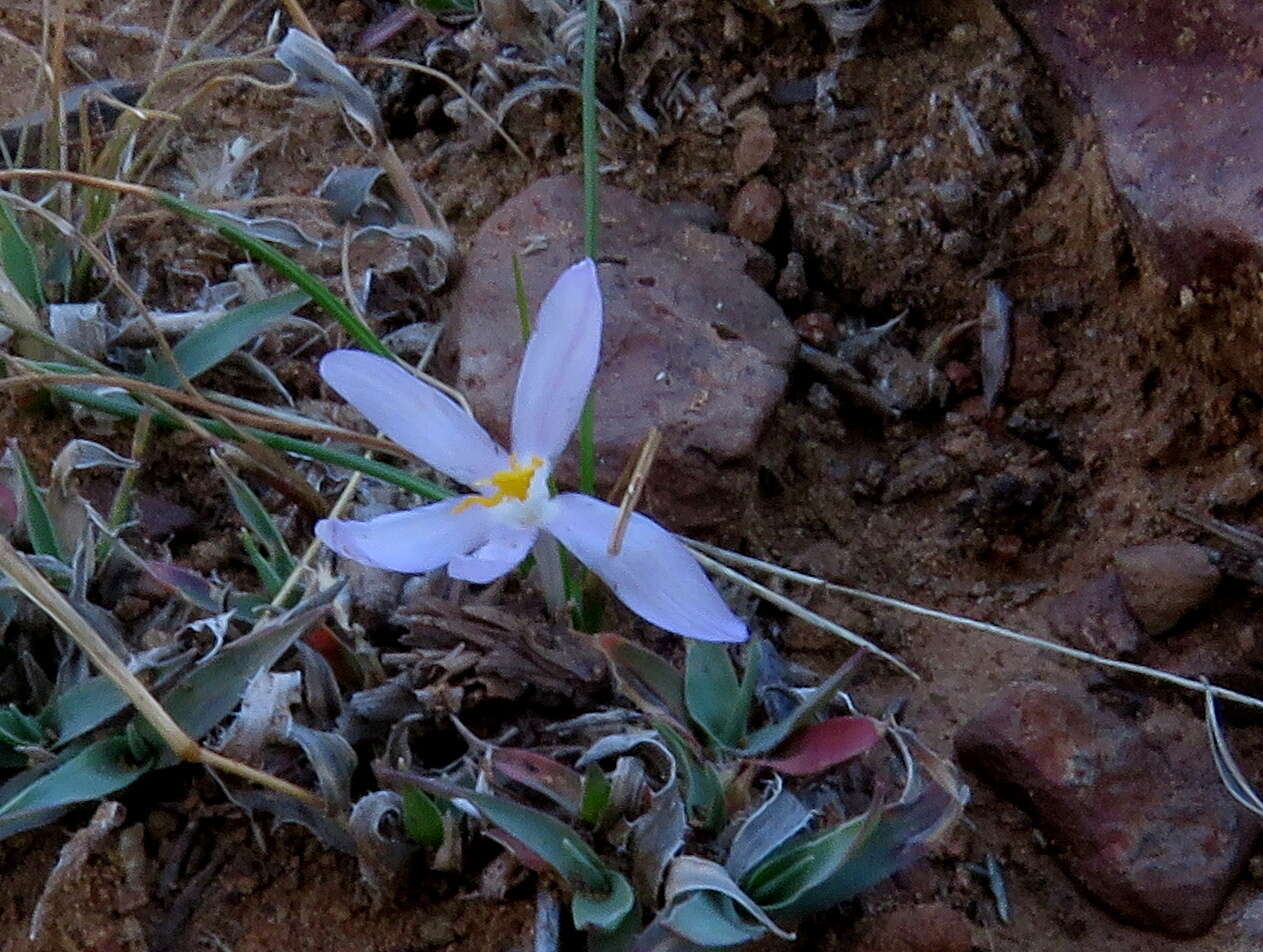 Image of Syringodea concolor (Baker) M. P. de Vos