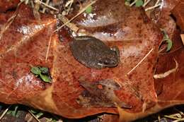 Image of Mountain Chorus Frog