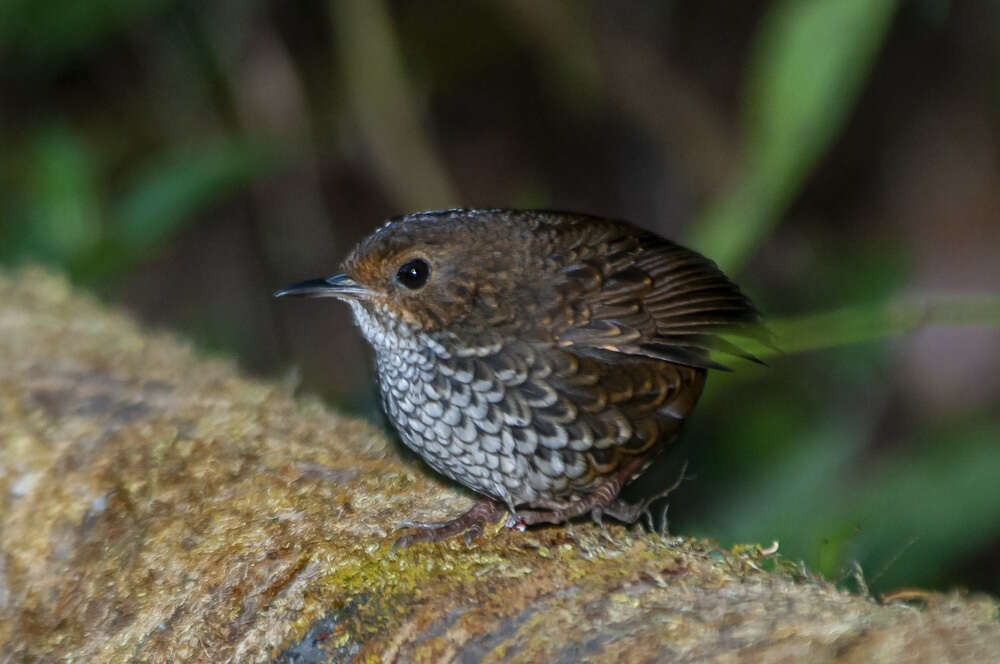 Image of Pygmy Cupwing