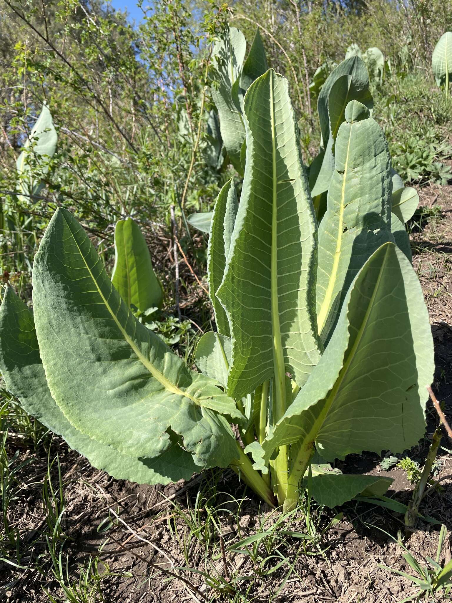 Image of Ligularia heterophylla Rupr.