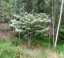 Image of Dogbane