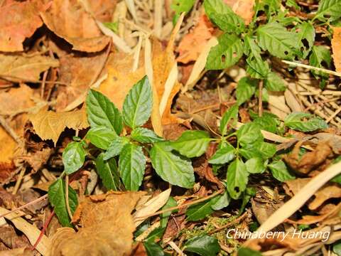 Слика од Mercurialis leiocarpa Siebold & Zucc.