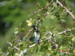 Image of Stripe-breasted Starthroat