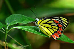 Image of Common Jezebel