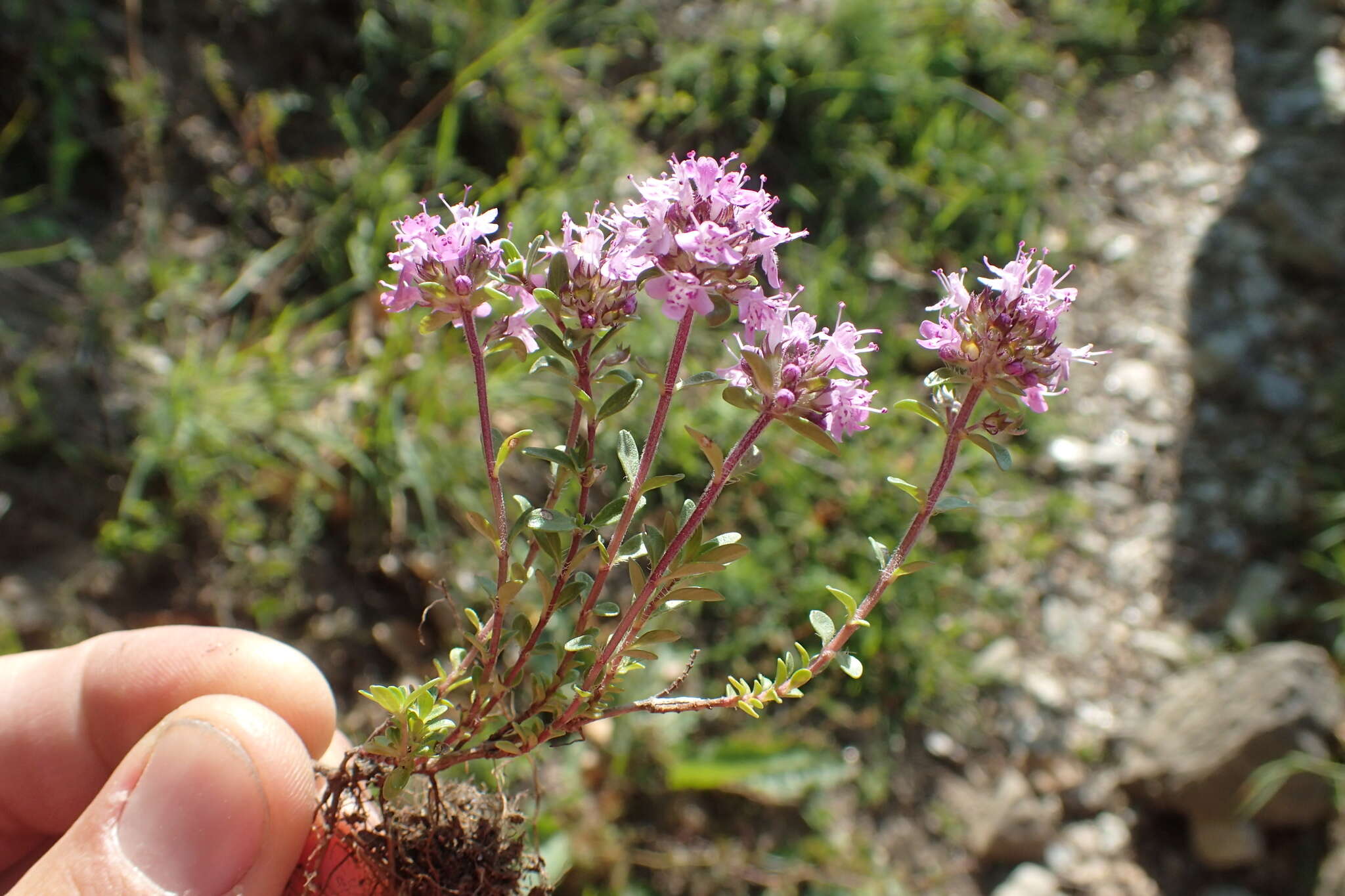 Imagem de Thymus longicaulis C. Presl