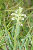 Image of Nierembergia linariifolia var. glabriuscula (Dun.) A. A. Cocucci & A. T. Hunziker