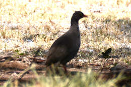 Image of Red-billed Francolin