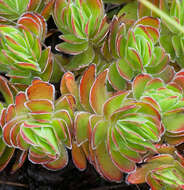 Image of Crassula fallax Friedrich