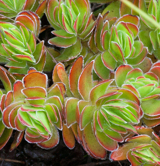 Image of Crassula fallax Friedrich