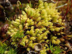 Image of aulacomnium moss