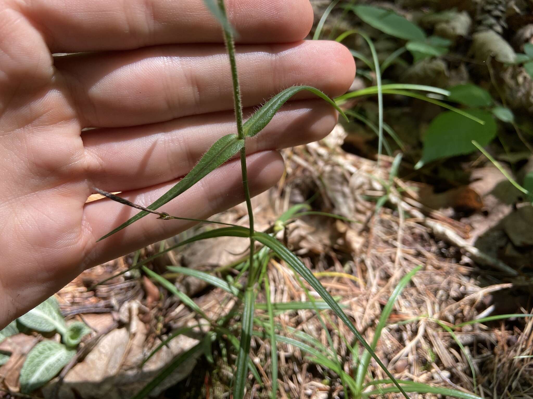 Imagem de Phlox buckleyi Wherry