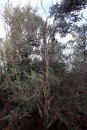 Sivun Leptospermum glaucescens S. Schauer kuva