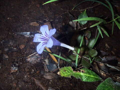 Image of Streptocarpus rexii (Hook.) Lindley