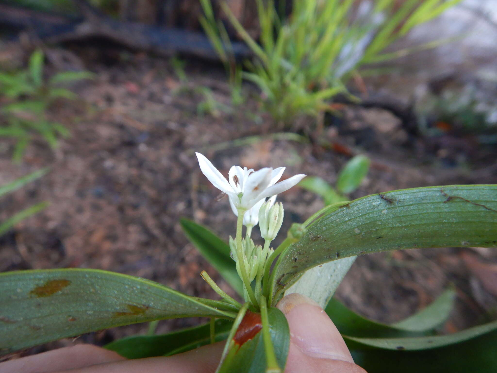 Image of Schelhammera multiflora R. Br.