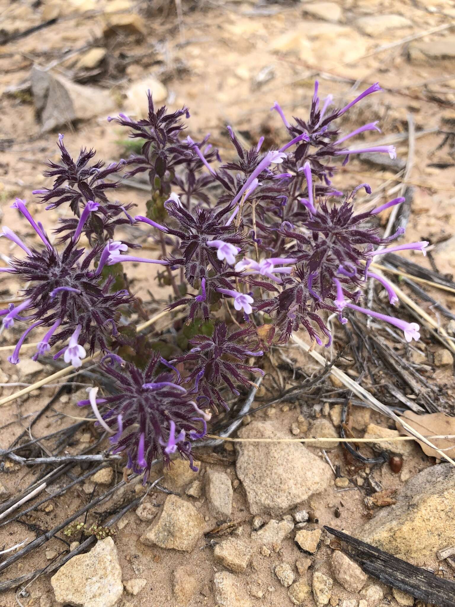 Plancia ëd Hedeoma costata var. pulchella (Greene) R. S. Irving