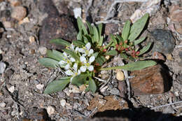 Eremothera nevadensis (Kellogg) W. L. Wagner & Hoch resmi