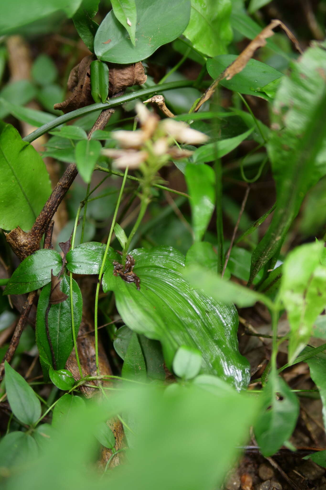 Image of Tropidia somae Hayata