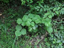 Plancia ëd Lackeya multiflora (Torr. & A. Gray) Fortunato et al.