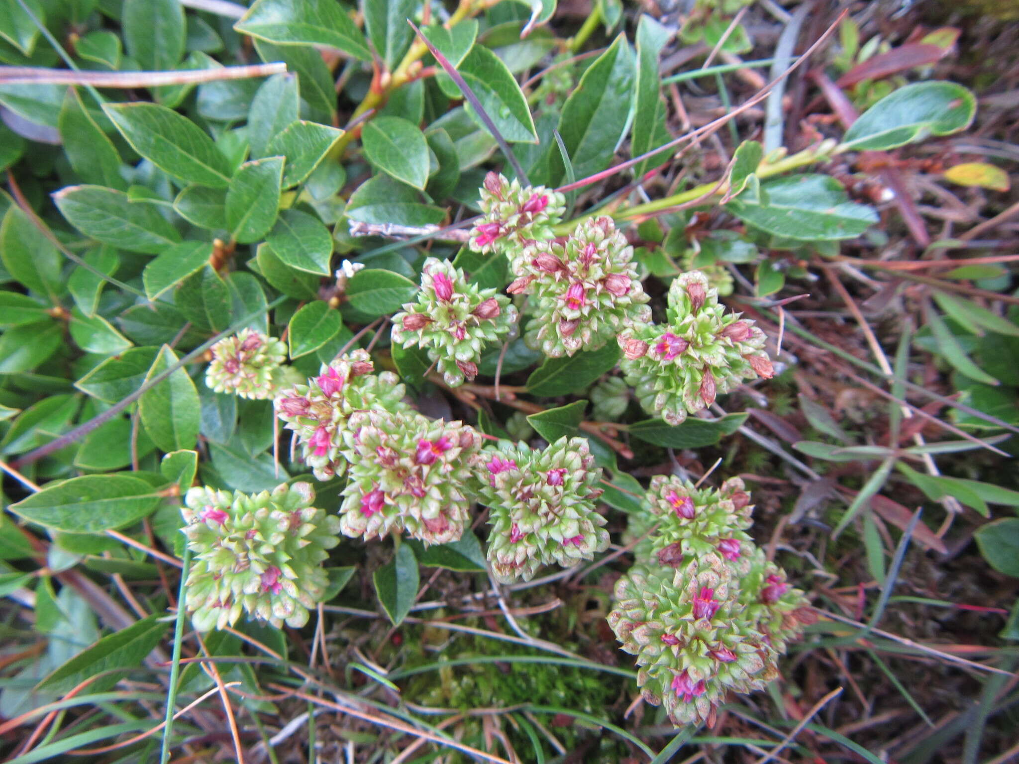 Image of Oakes' eyebright