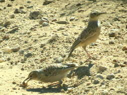 Imagem de Chersomanes albofasciata arenaria (Reichenow 1904)