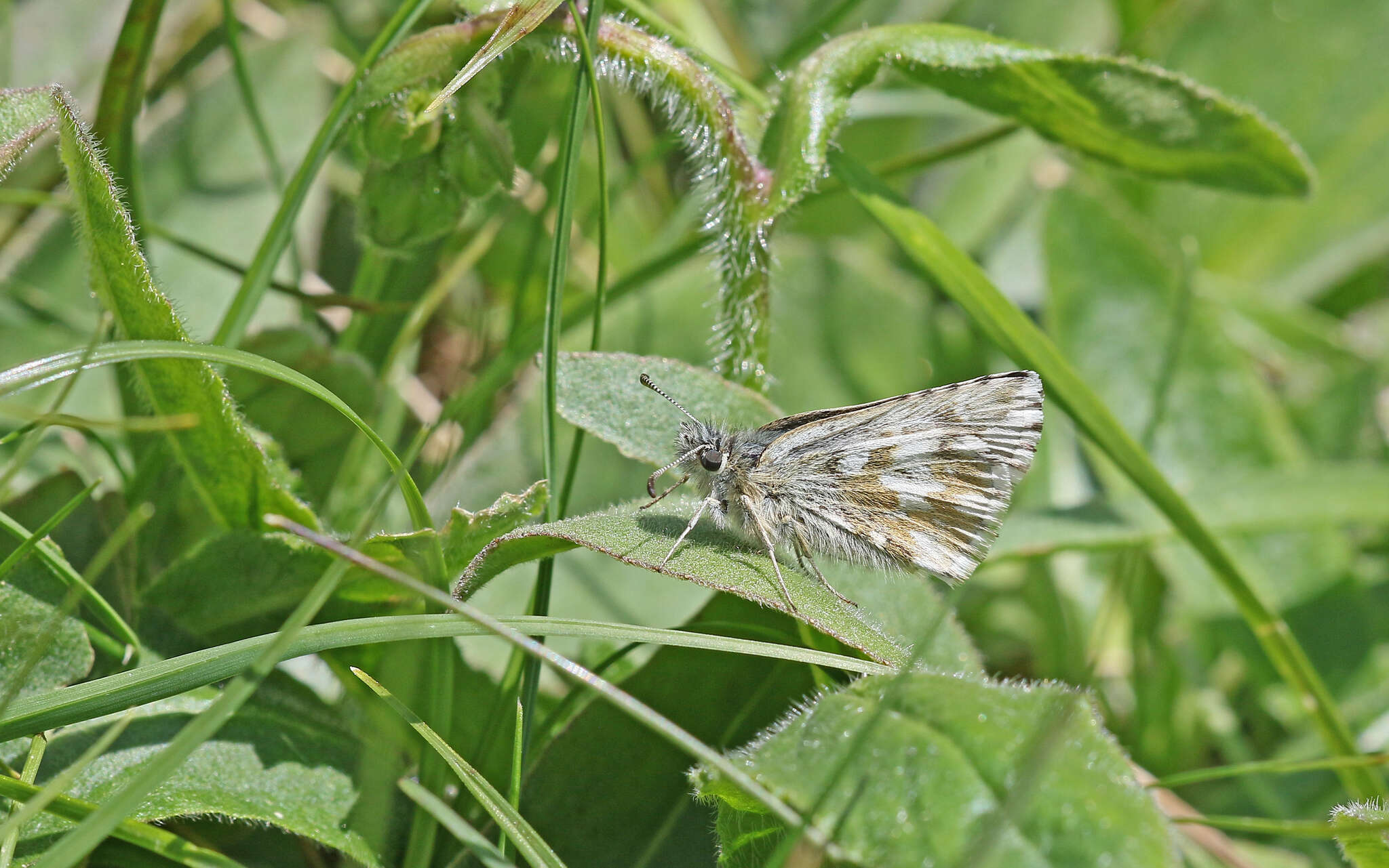 Image of Dusky Grizzled Skipper