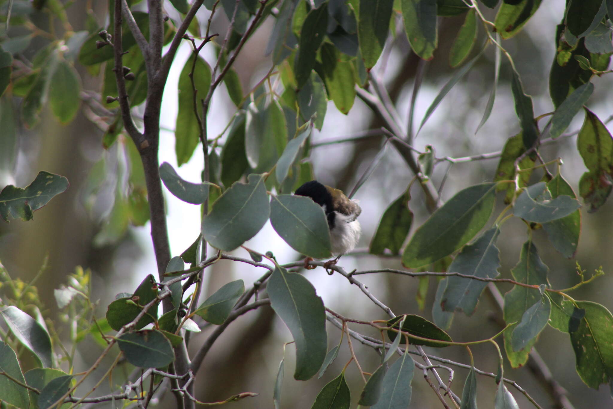 Image of Black-headed Honeyeater