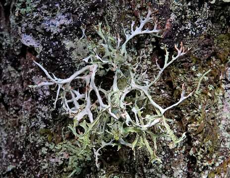 Image of ragged lichen