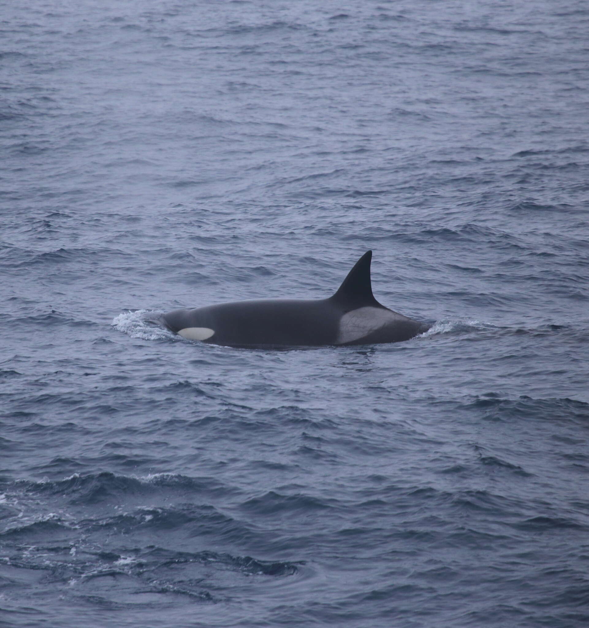 Image of killer whale