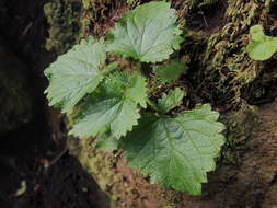 Sivun Urtica australis Hook. fil. kuva