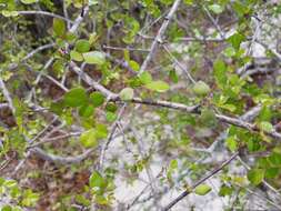 Image of Commiphora orbicularis Engl.